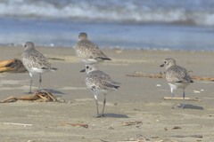 Pluvialis squatarola