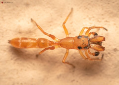 Myrmarachne ichneumon