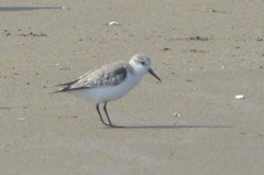 Calidris alba