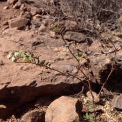 Euphorbia tomentulosa