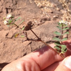 Euphorbia tomentulosa