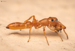 Myrmarachne ichneumon