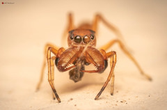 Myrmarachne ichneumon