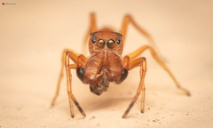 Myrmarachne ichneumon