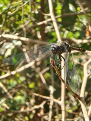 Onychothemis testacea