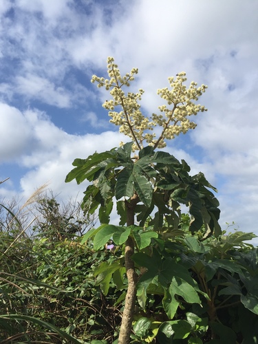 Tetrapanax papyrifer