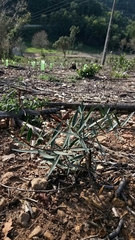 Phillyrea angustifolia