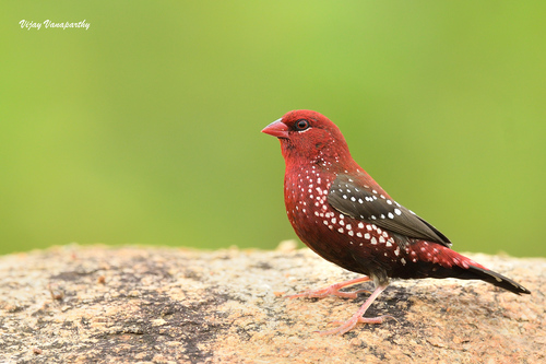 Red Avadavat (Amandava amandava), photo 8