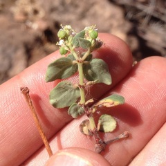 Euphorbia tomentulosa
