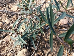 Phillyrea angustifolia