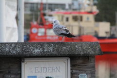 Larus canus