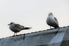 Larus canus