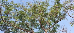Albizia odoratissima
