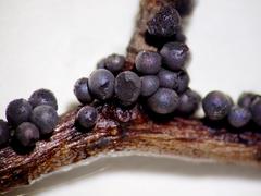 Lamproderma cristatum