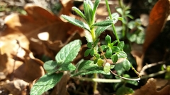 Galium rotundifolium