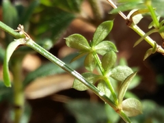 Galium rotundifolium