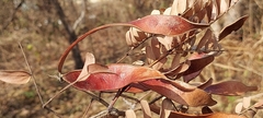 Albizia odoratissima