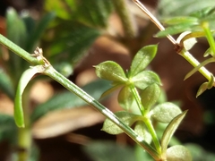 Galium rotundifolium