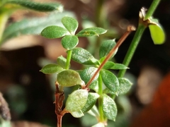 Galium rotundifolium