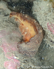 Discodoris stellifera