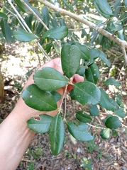 Myrcianthes fragrans