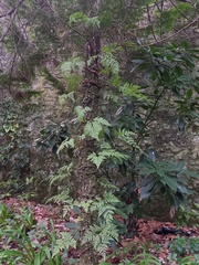 Davallia canariensis