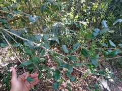 Myrcianthes fragrans