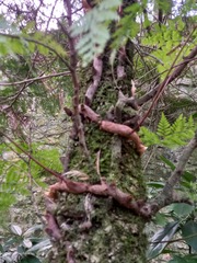 Davallia canariensis