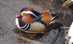 Aix galericulata
