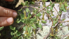 Salpichroa tristis