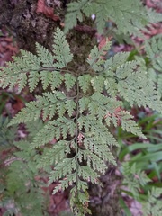Davallia canariensis