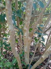 Myrcianthes fragrans