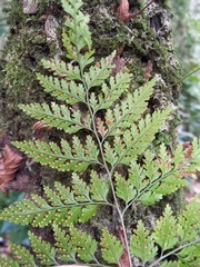Davallia canariensis