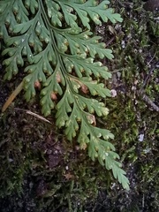 Davallia canariensis