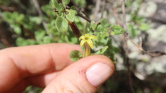 Salpichroa tristis
