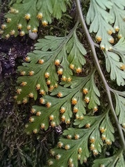 Davallia canariensis