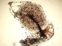 Lamproderma cristatum