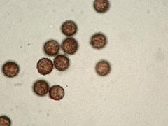 Lamproderma cristatum