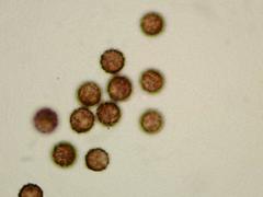 Lamproderma cristatum