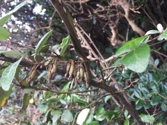Elaeagnus formosana