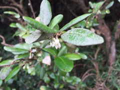 Elaeagnus formosana