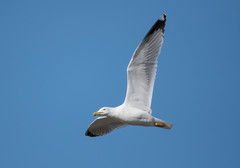 Larus michahellis
