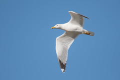 Larus michahellis