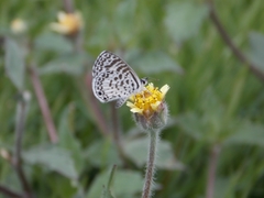 Leptotes cassius