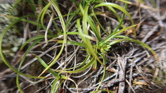 Cyperus seslerioides