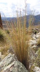 Festuca dolichophylla
