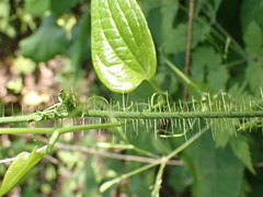 Neoprociphilus aceris