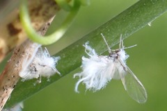 Neoprociphilus aceris