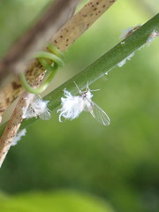 Neoprociphilus aceris