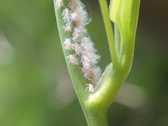 Neoprociphilus aceris